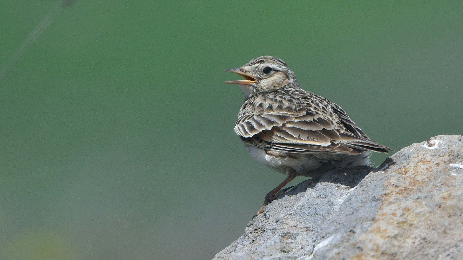 Eurasian Skylark